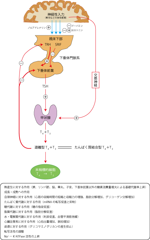 甲状腺ホルモン、排卵障害、不妊