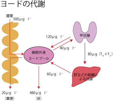 甲状腺機能低下症、甲状腺機能亢進症、早産